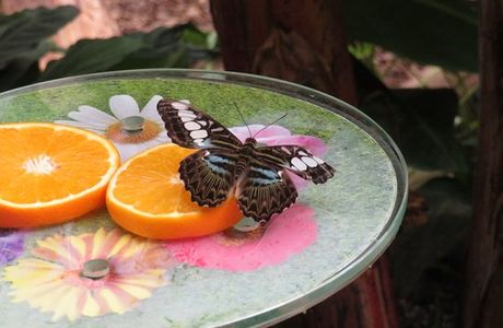 Die Welt der Schmetterlinge