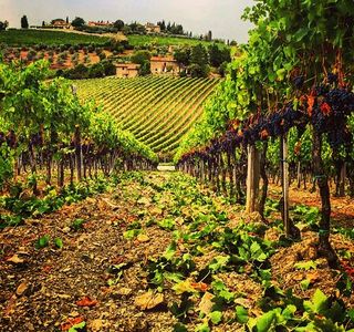 Fattoria Vignavecchia