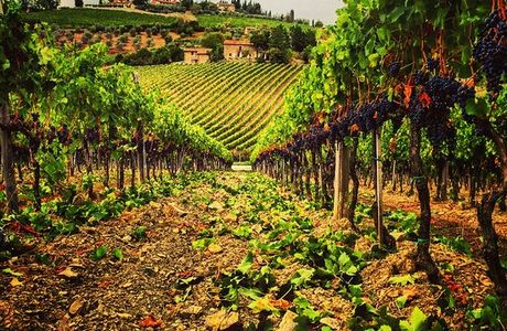 Fattoria Vignavecchia