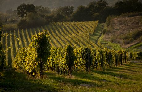 Francesco Scanavino Winery