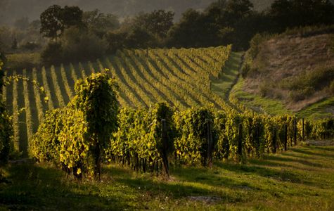 Francesco Scanavino Winery 1