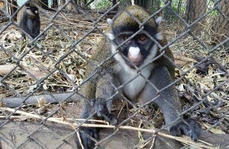 Zoo Nationale d'Abidjan