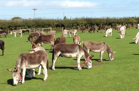 The Isle of Wight Deer Farm