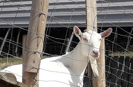 The Green Barn - Isle of Wight Dairy Goats