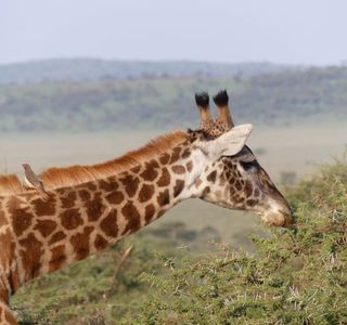 Petit Maasai Safaris