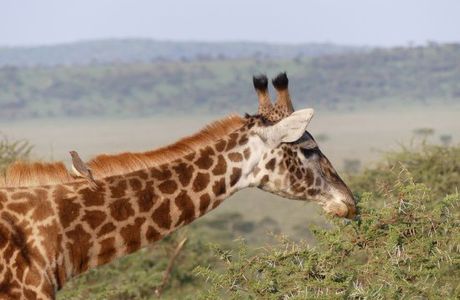Petit Maasai Safaris