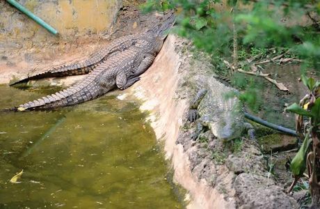 Uganda Reptile Village