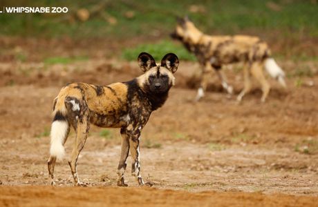 ZSL Whipsnade Zoo
