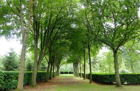 Whipsnade Tree Cathedral