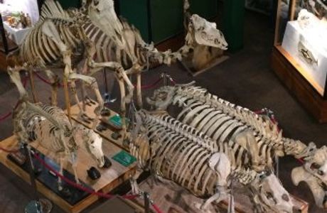 University of Aberdeen Zoology Museum