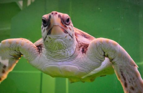 Sea Turtle, Inc.