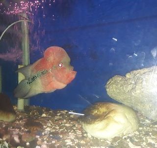 Matsyadarshini Aquarium