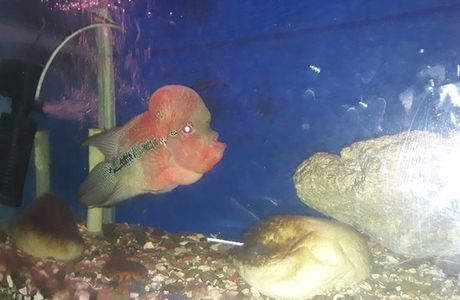 Matsyadarshini Aquarium