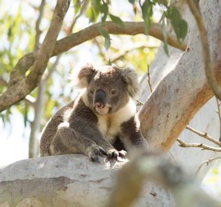 Koala Reserve