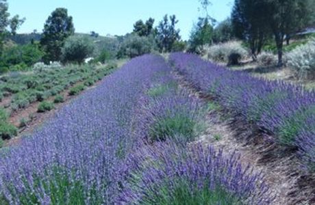 Balingup Lavender Farm