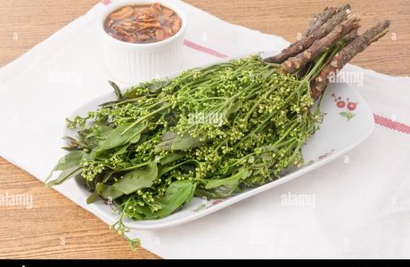 Nimbin Herbs