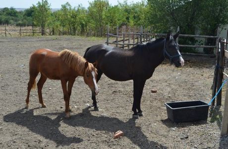 Horse N Around Bulgaria