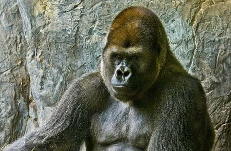Il Gorilla