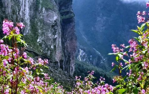 Valley of Flowers National Park 1