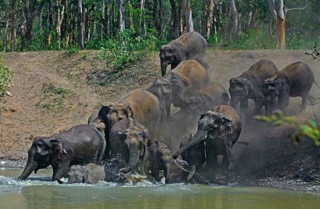 Rajaji Tiger Reserve