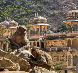 Monkey Temple