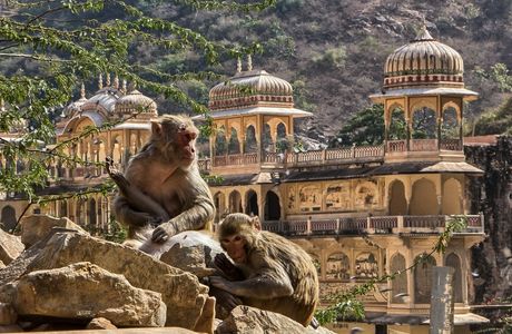 Monkey Temple