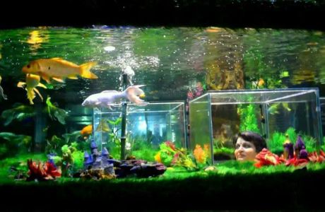 Under the Sun Aquarium