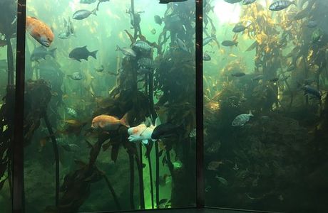 Two Oceans Aquarium