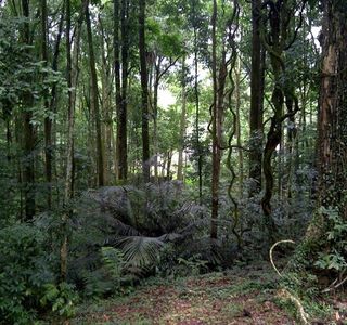 FRIM -Forest Research Institute of Malaysia