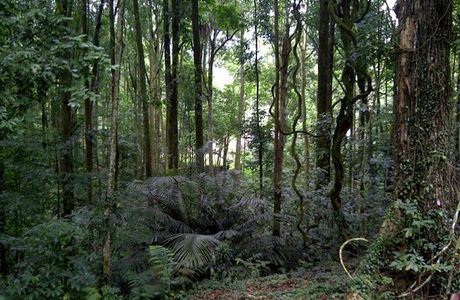 FRIM -Forest Research Institute of Malaysia