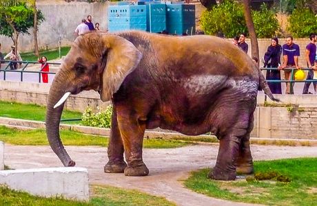 Lahore Zoo
