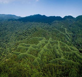 Miani Forest