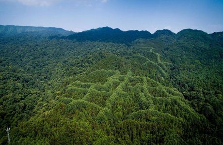 Miani Forest