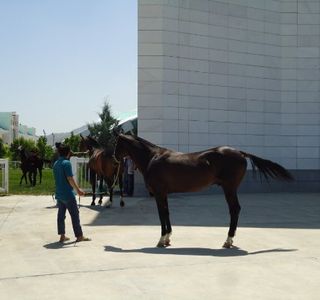 Turkmen Akhalteke Horse Trekkings