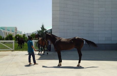 Turkmen Akhalteke Horse Trekkings