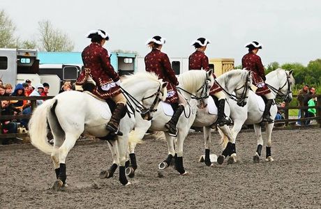 Pen Llyn Lusitano Stud and Riding Centre