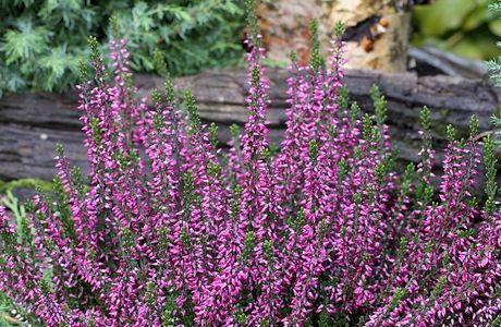 Zwemparadijs Calluna