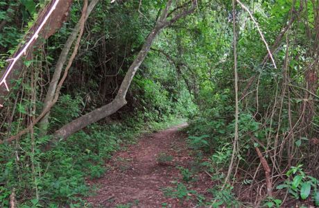 Sendero Bosque del Cielo