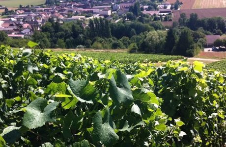 Vignoble J.O. Montpetit & Fils