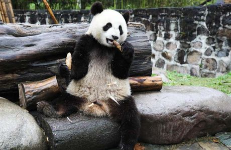 Dujiangyan Panda Base
