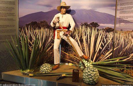 Museo Sensorial del Tequila