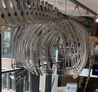 University Museum of Zoology