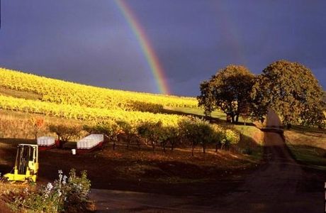 Yamhill Valley Vineyards