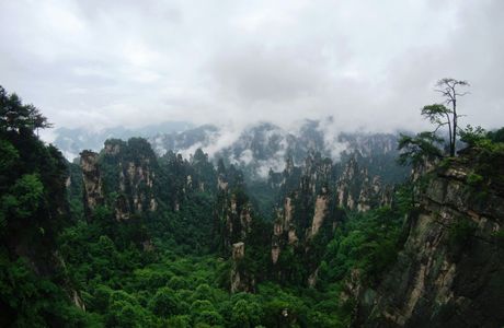Shichang Forest