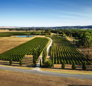 Tinonee Vineyard Estate