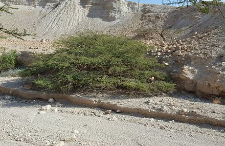 Nachal David Stream