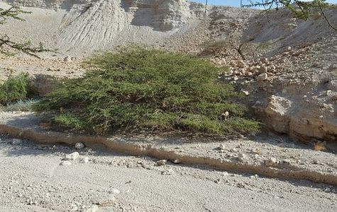 Nachal David Stream 1