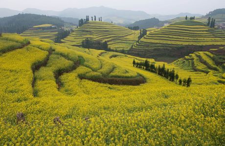 Luoping county