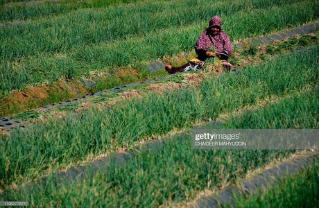 Xinbao Onion Experience Farm