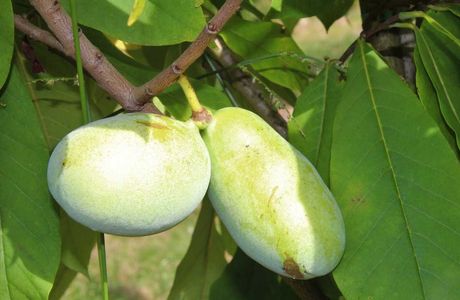 PawPaw